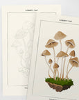 Mushroom Botanical | Modern Paint By Numbers Kit