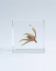 Sea holly - Botanical Decor Gift