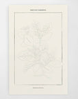 Tahitian Botanical | Modern Paint By Numbers Kit