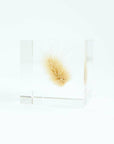 Bunny Tail Grass Cube