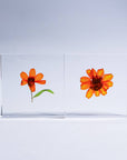 Sola Tile Zinnia - Botanical Decor Gift