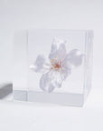 Sakura Cube - Someiyoshinno