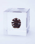 Dawn redwood - Botanical Decor Gift