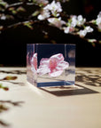 Sakura Cube - Kawazu-zakura