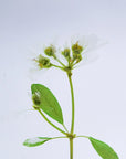 Euphorbia Sp