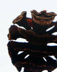 Dawn redwood - Botanical Decor Gift