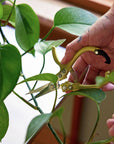 Garden Shears
