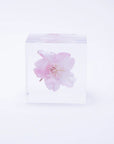 Sakura Cube - Kawazu-zakura
