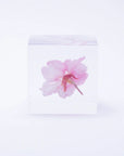 Sakura Cube - Kawazu-zakura