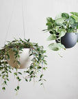 Hanging Plant Pot with Plant