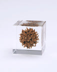 American Sweetgum Cube