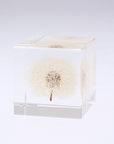 Dandelion Cube