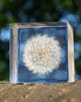 Dandelion Cube