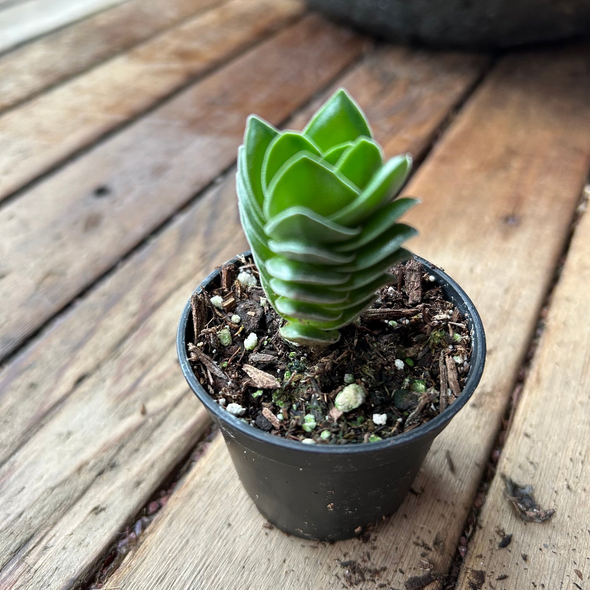 Buddha's Temple - Crassula Pyramidalis 2"