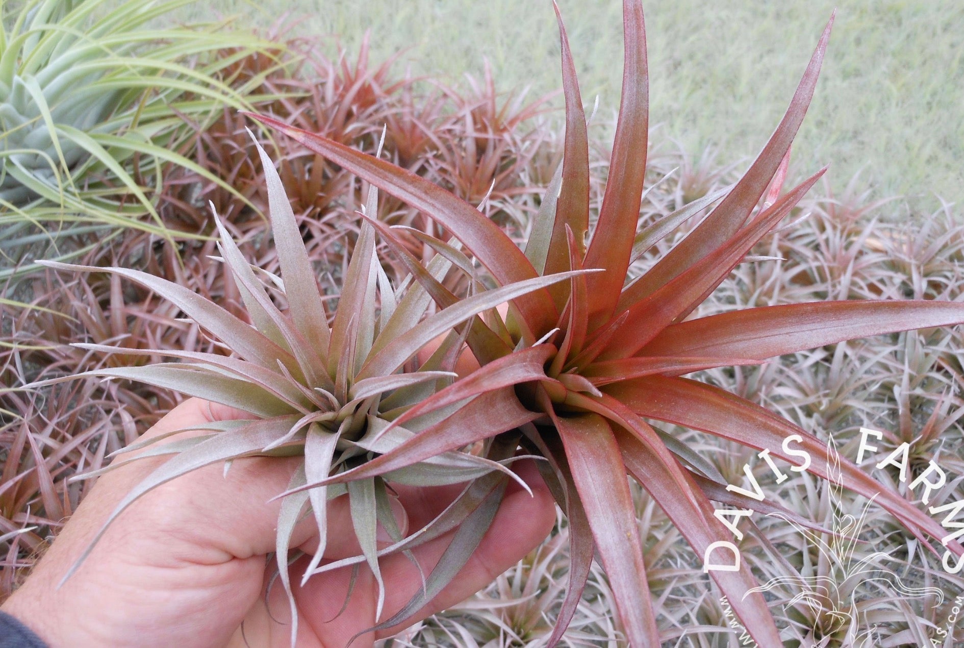 A602 Tillandsia Capitata Red Coral - S