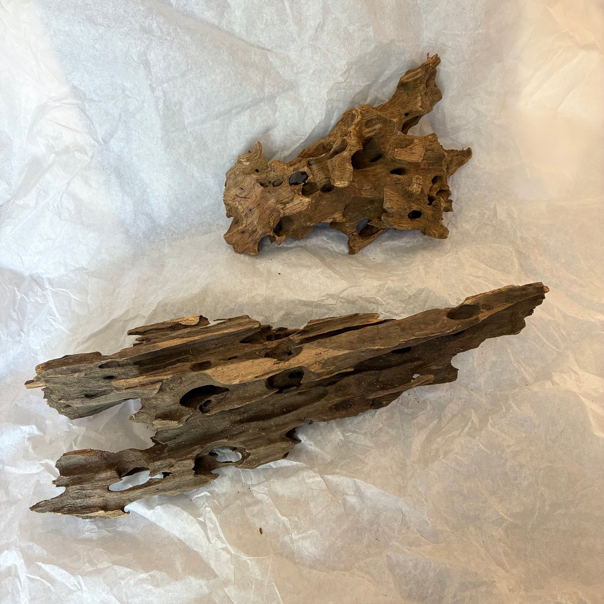 Dragon Bone Wood