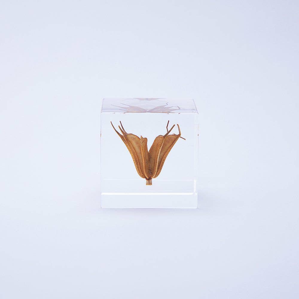 Yellow Fennel Flower Cube