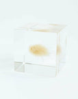 Bunny Tail Grass Cube