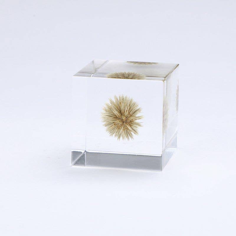 Globe Thistle Cube