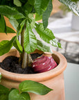 Terracotta Watering Bulb