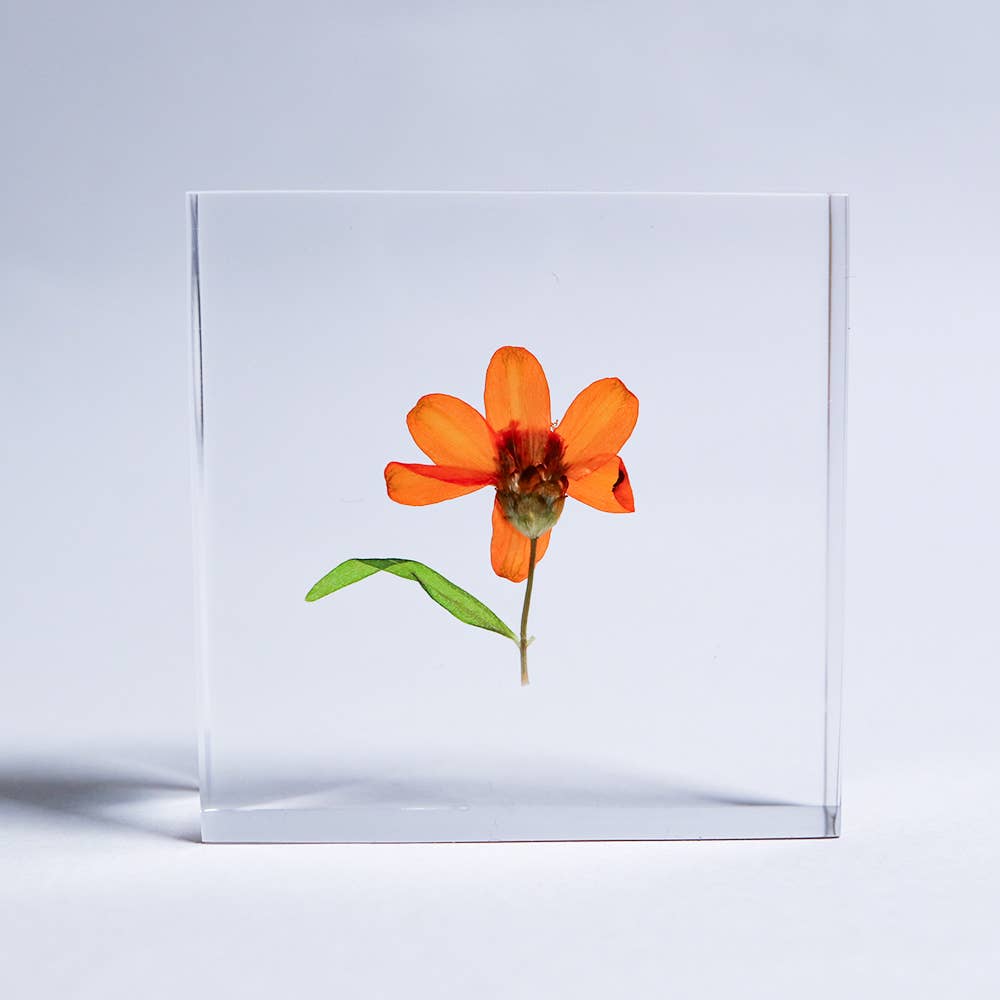 Sola Tile Zinnia - Botanical Decor Gift