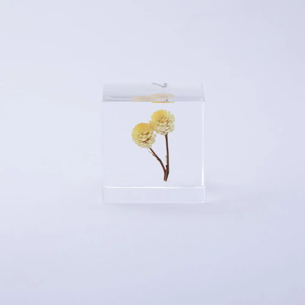 Immortelle Cube