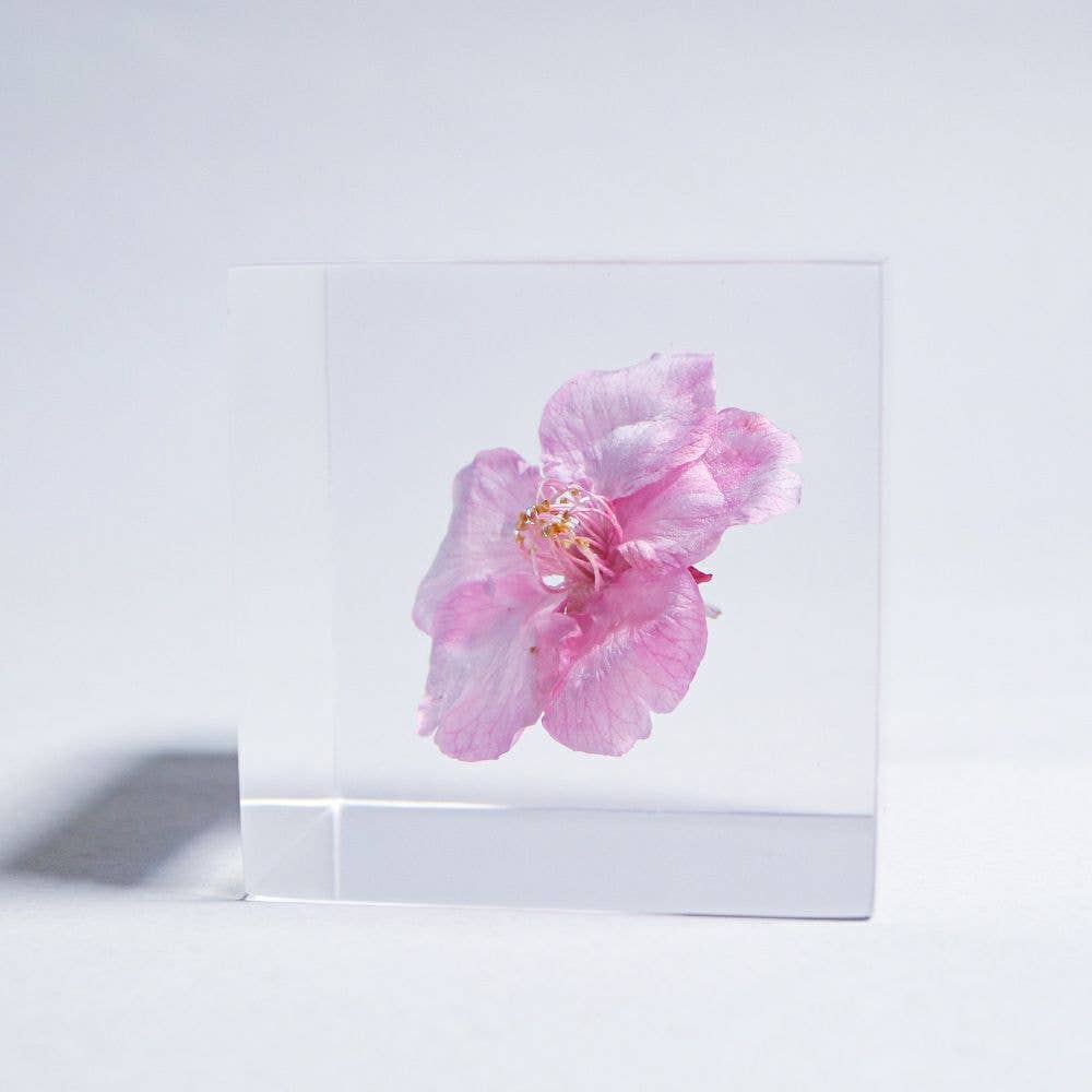 Sakura Cube - Kawazu-zakura