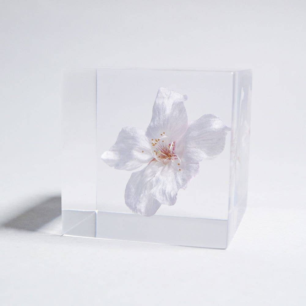 Sakura Cube - Someiyoshinno