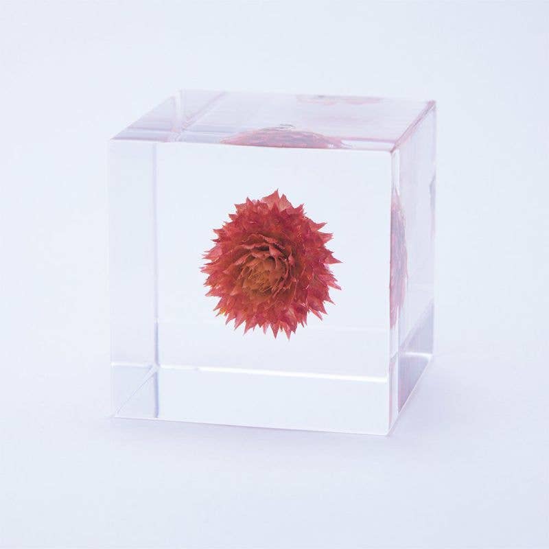 Globe Amaranth Cube