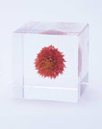 Globe Amaranth Cube
