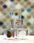 Globe Thistle Cube