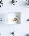 Sea holly - Botanical Decor Gift
