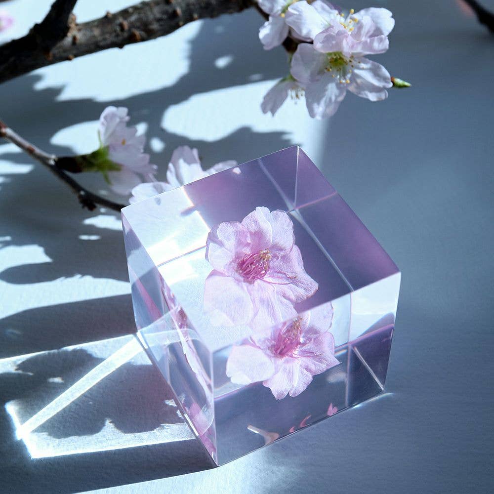 Sakura Cube - Kawazu-zakura