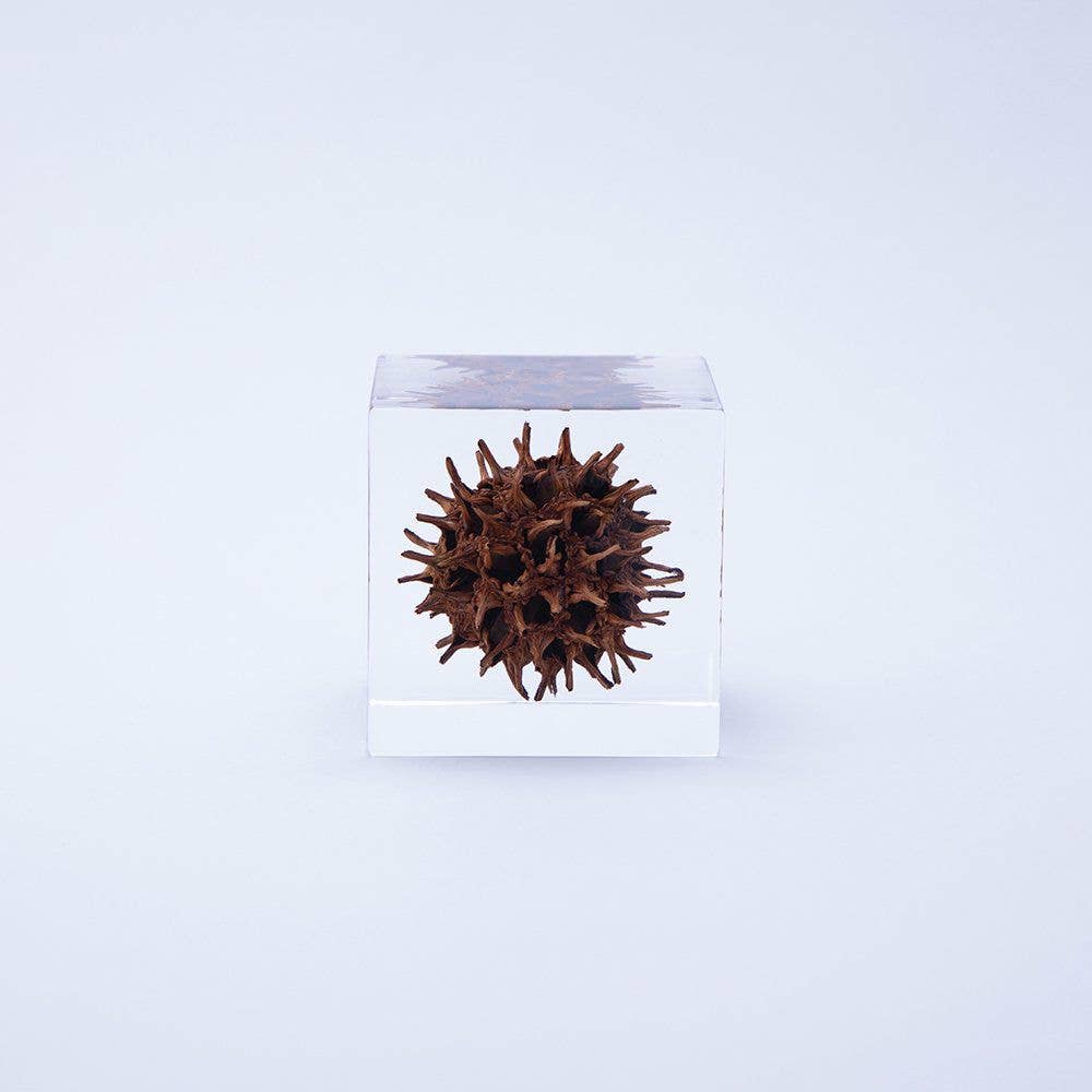 American Sweetgum Cube