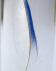 Common parakeet
Blue