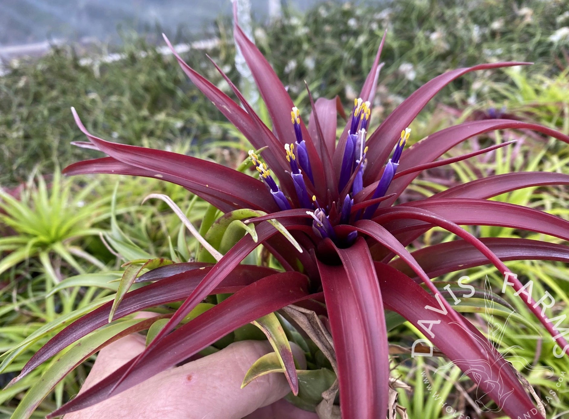 A601 Tillandsia Bradeana Brachycaulos Burgundy - M
