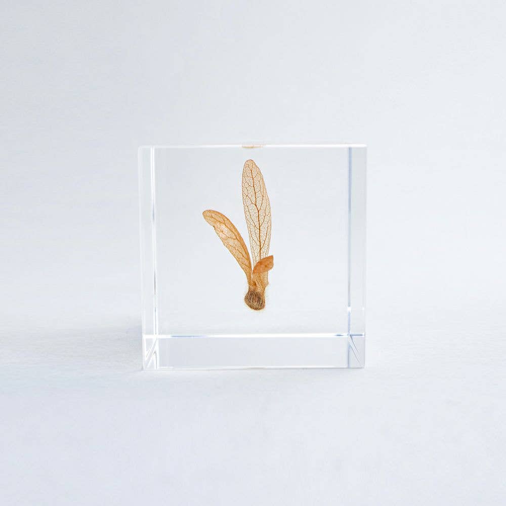 Ant Tree Cube
