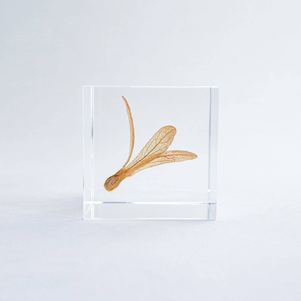 Ant Tree Cube