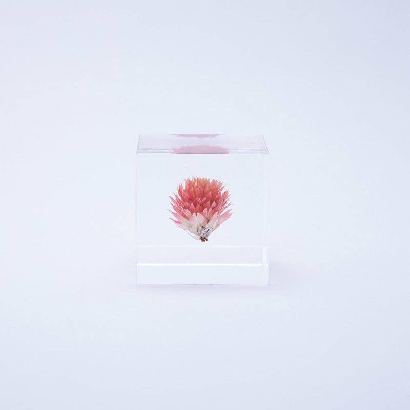 Globe Amaranth Cube