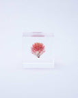 Globe Amaranth Cube