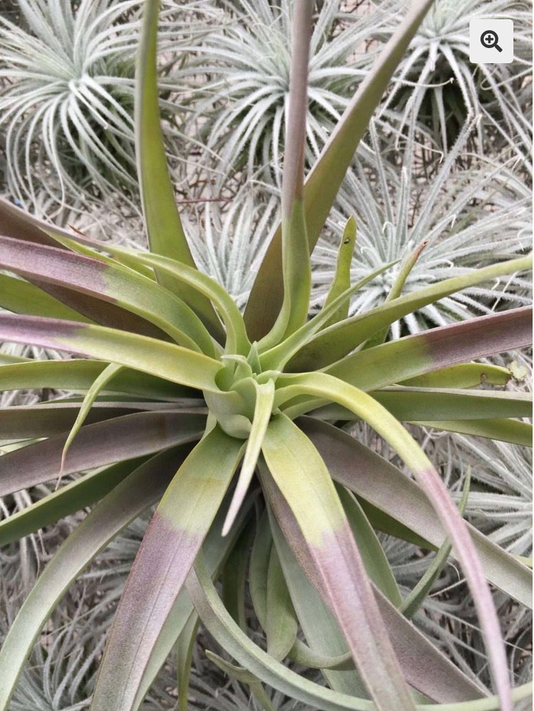 A603 Tillandsia Capitata Yellow Large form
