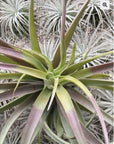 A603 Tillandsia Capitata Yellow Large form
