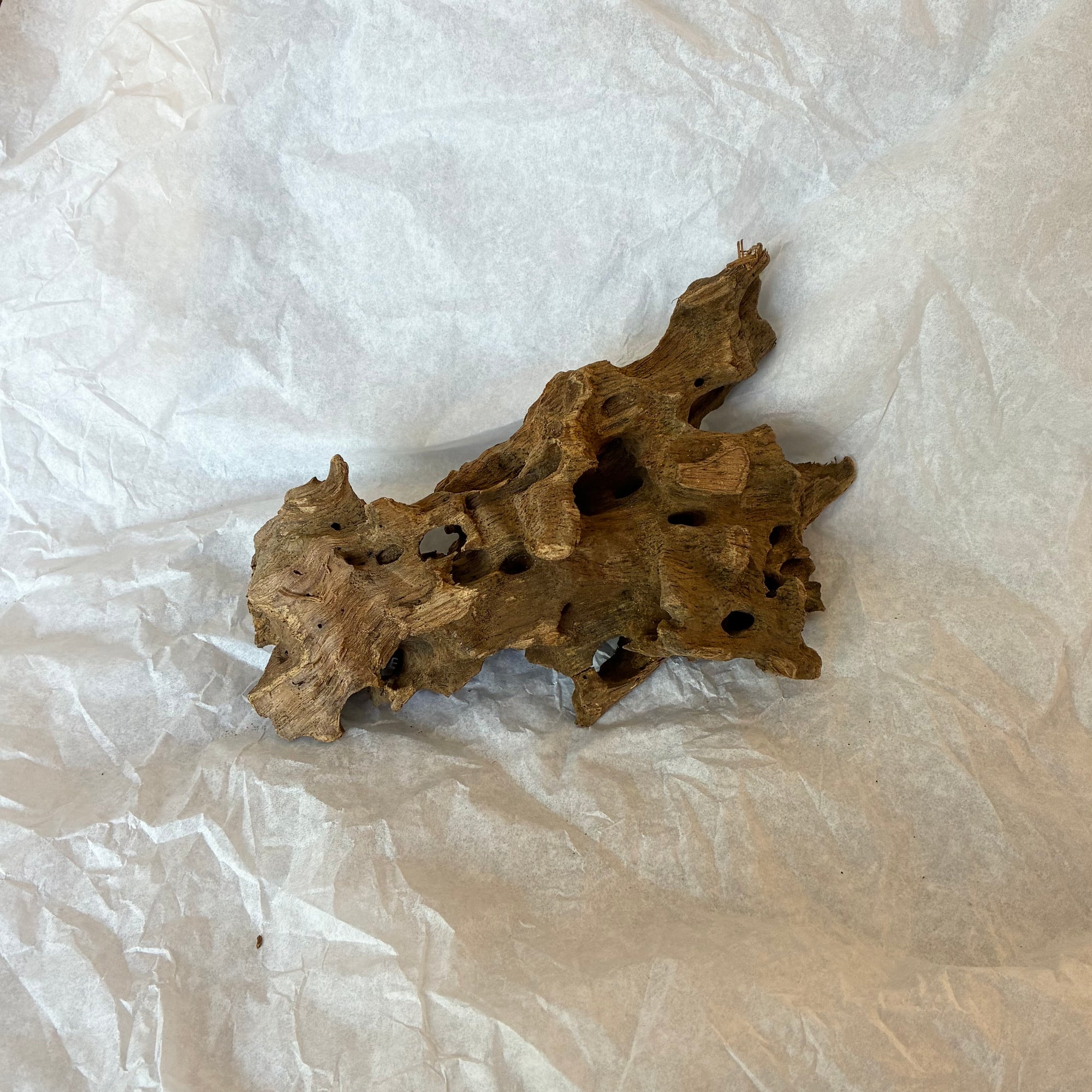 Dragon Bone Wood
