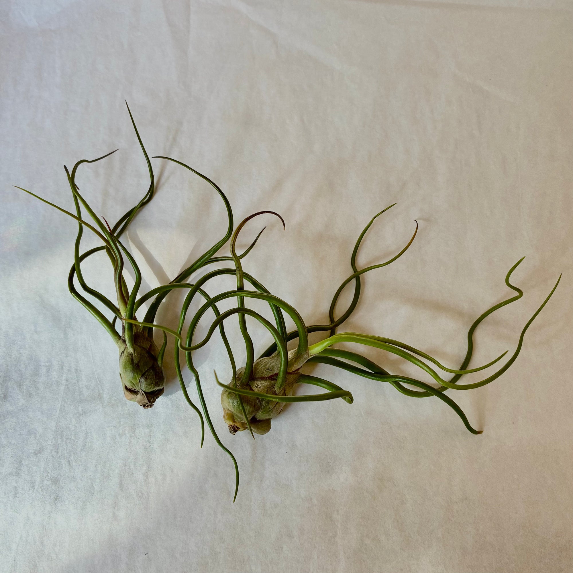 A605 Tillandsia bulbosa - Large