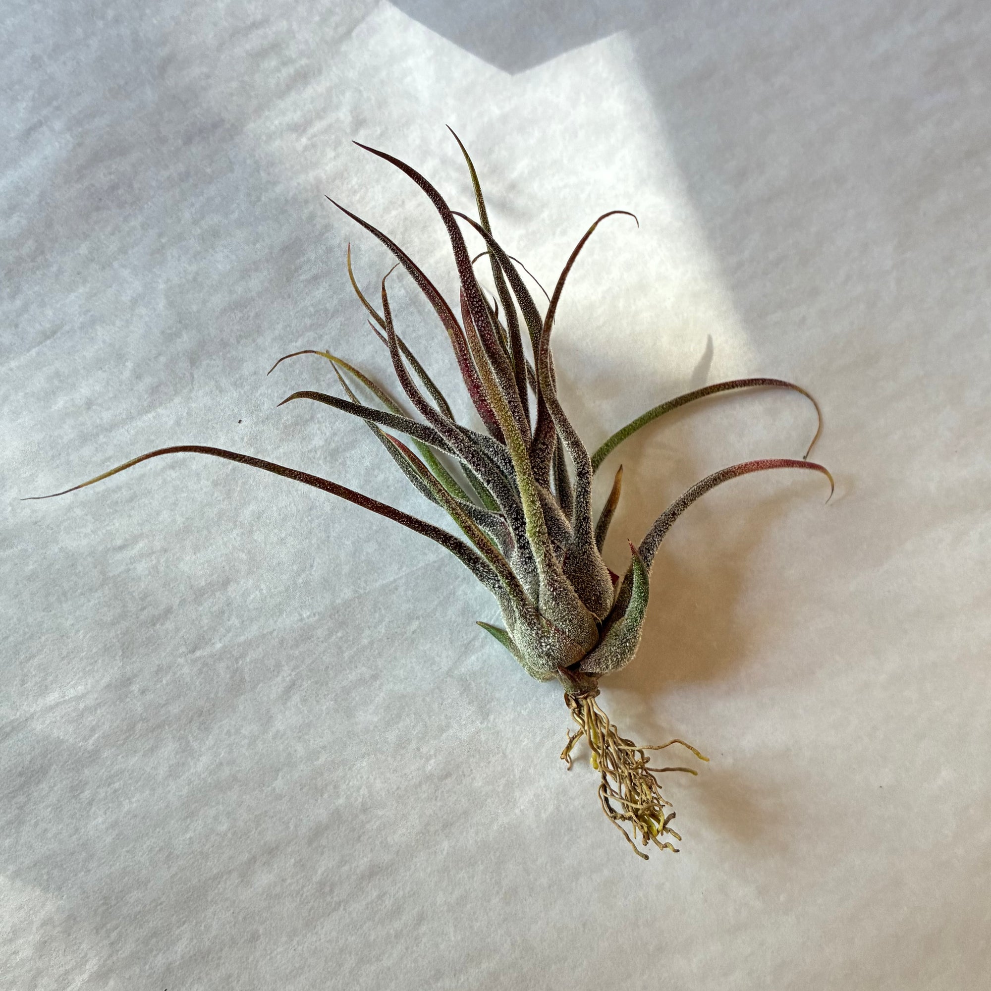 A609 Tillandsia pruinosa Guatemala - Medium