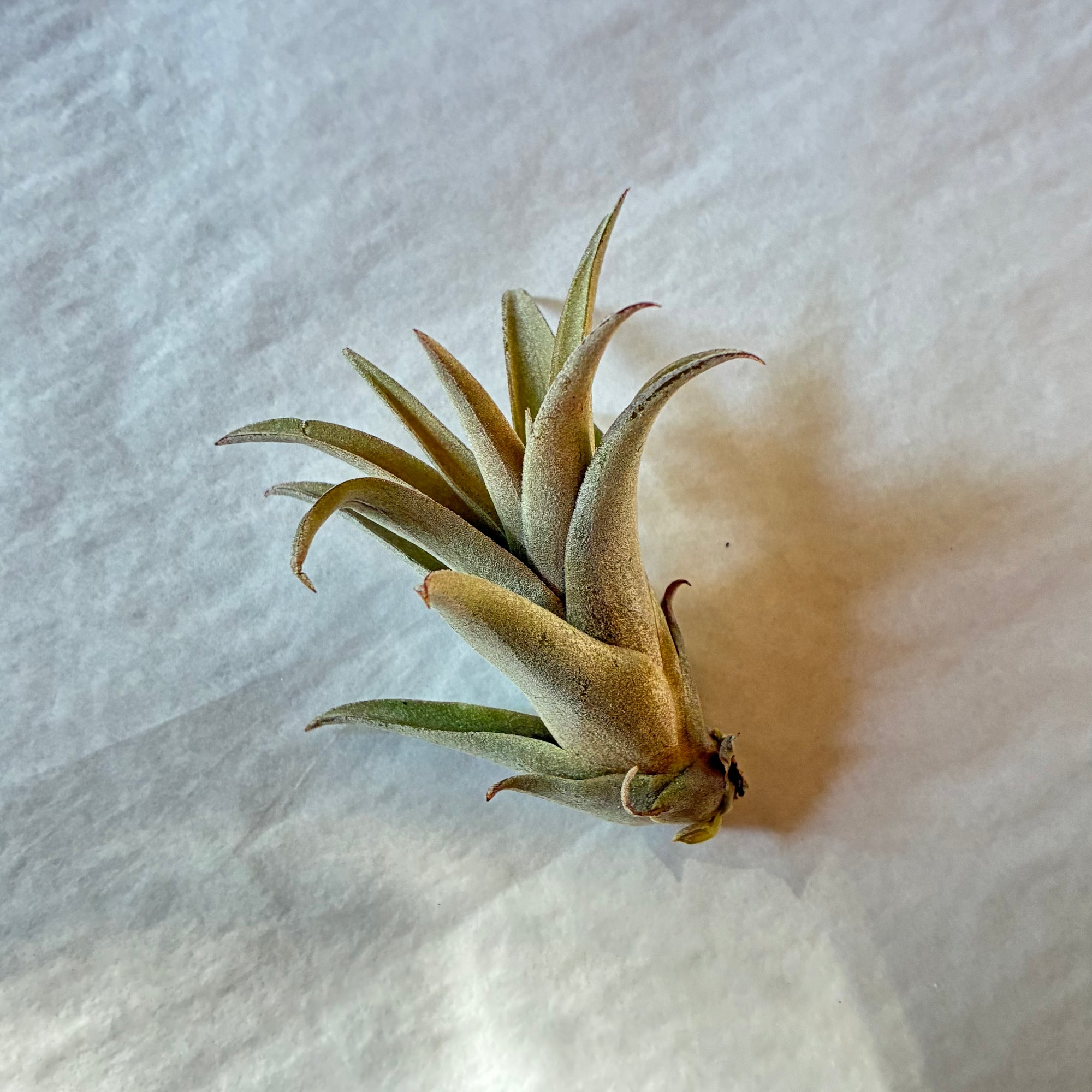 A617 Tillandsia capitata peach - Small