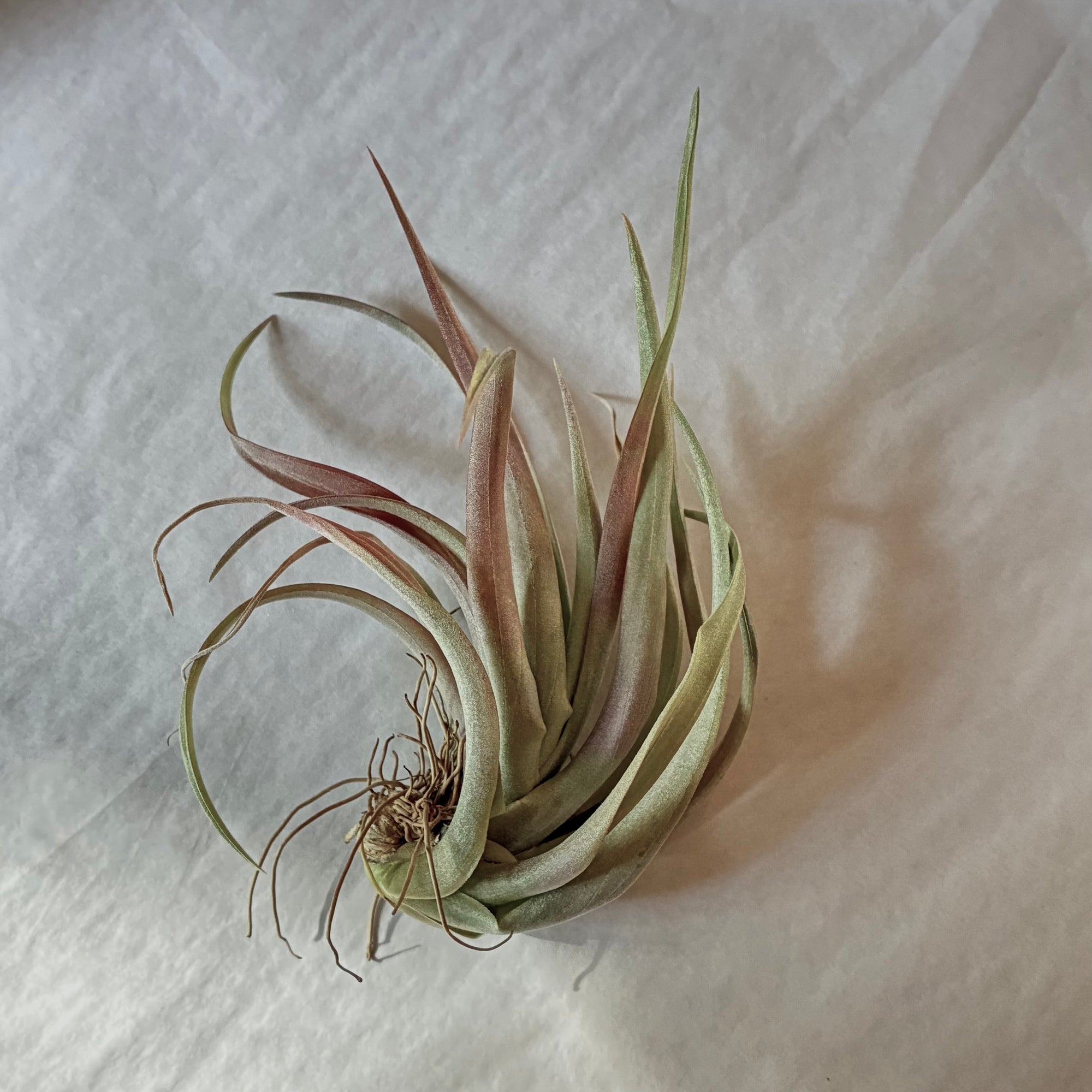 A602 Tillandsia Capitata Red Coral - S