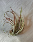 A602 Tillandsia Capitata Red Coral - S