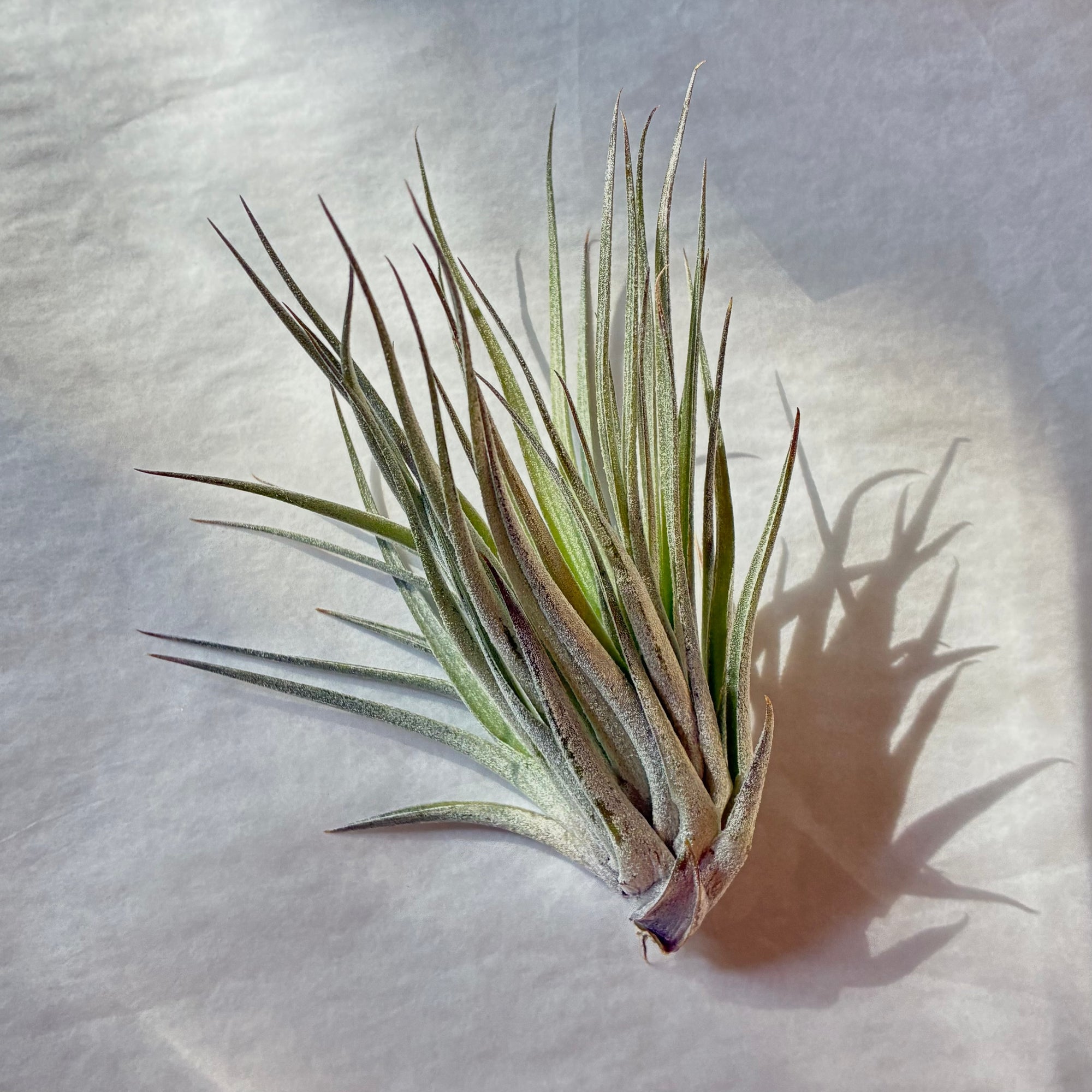 A608 Tillandsia Houston Red Princess