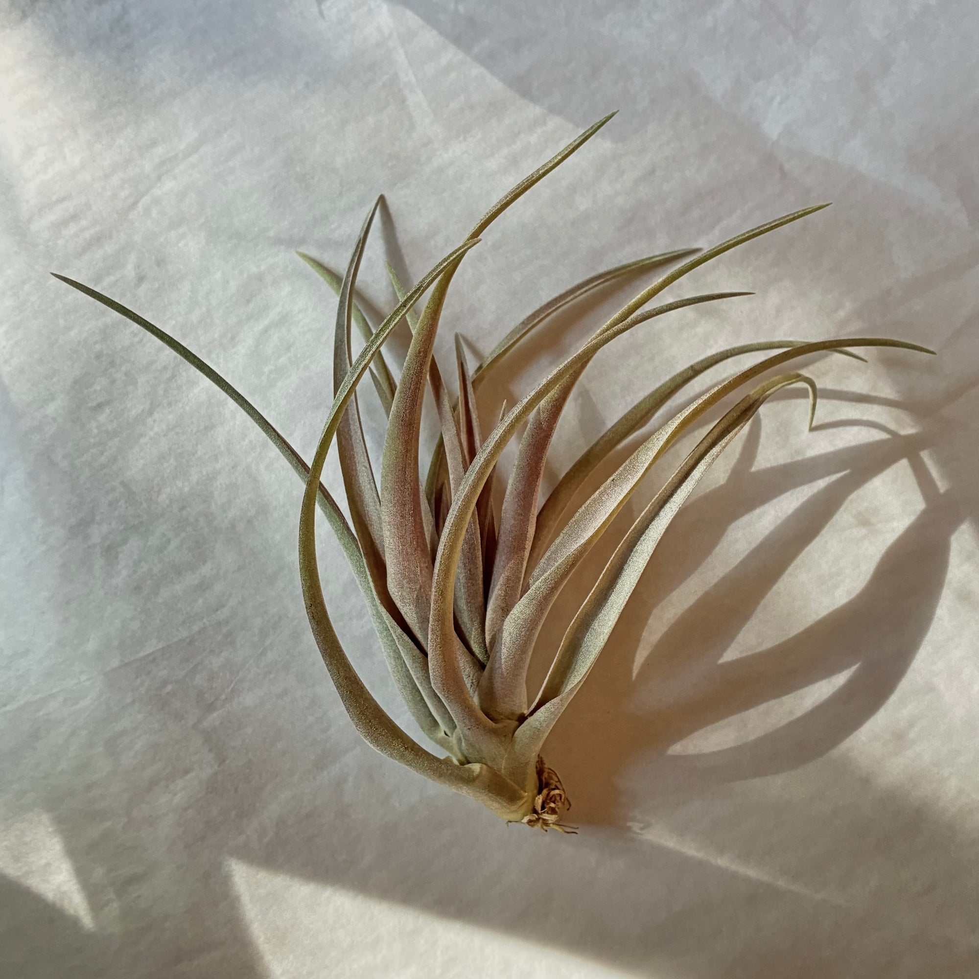 A603 Tillandsia Capitata Yellow Large form